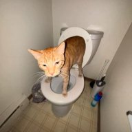 Cougar_lover